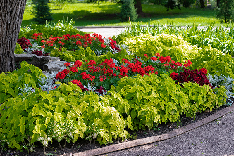 Blooming flower bed